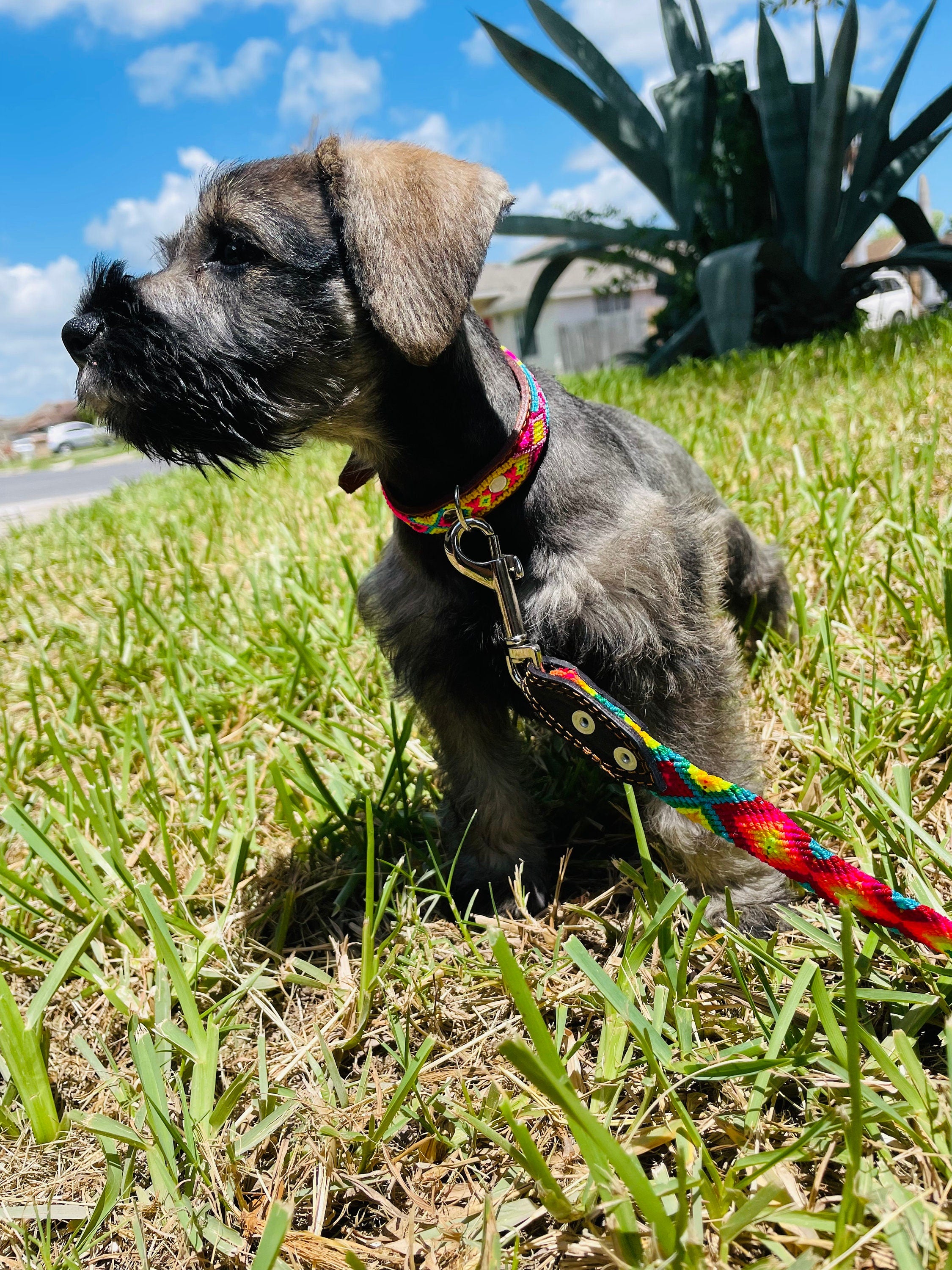 Image of Mexican Handmade Dog Leash and Collar Set - Hand Woven Leather Dog Leashes