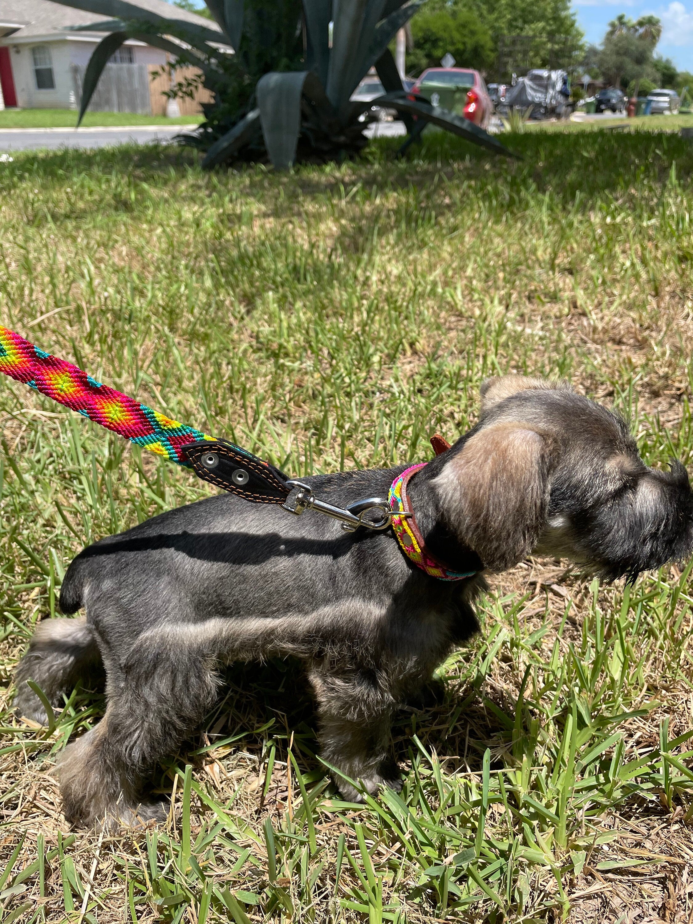 Mexican Handmade Dog Leash and Collar Set - Hand Woven Leather Dog Leashes