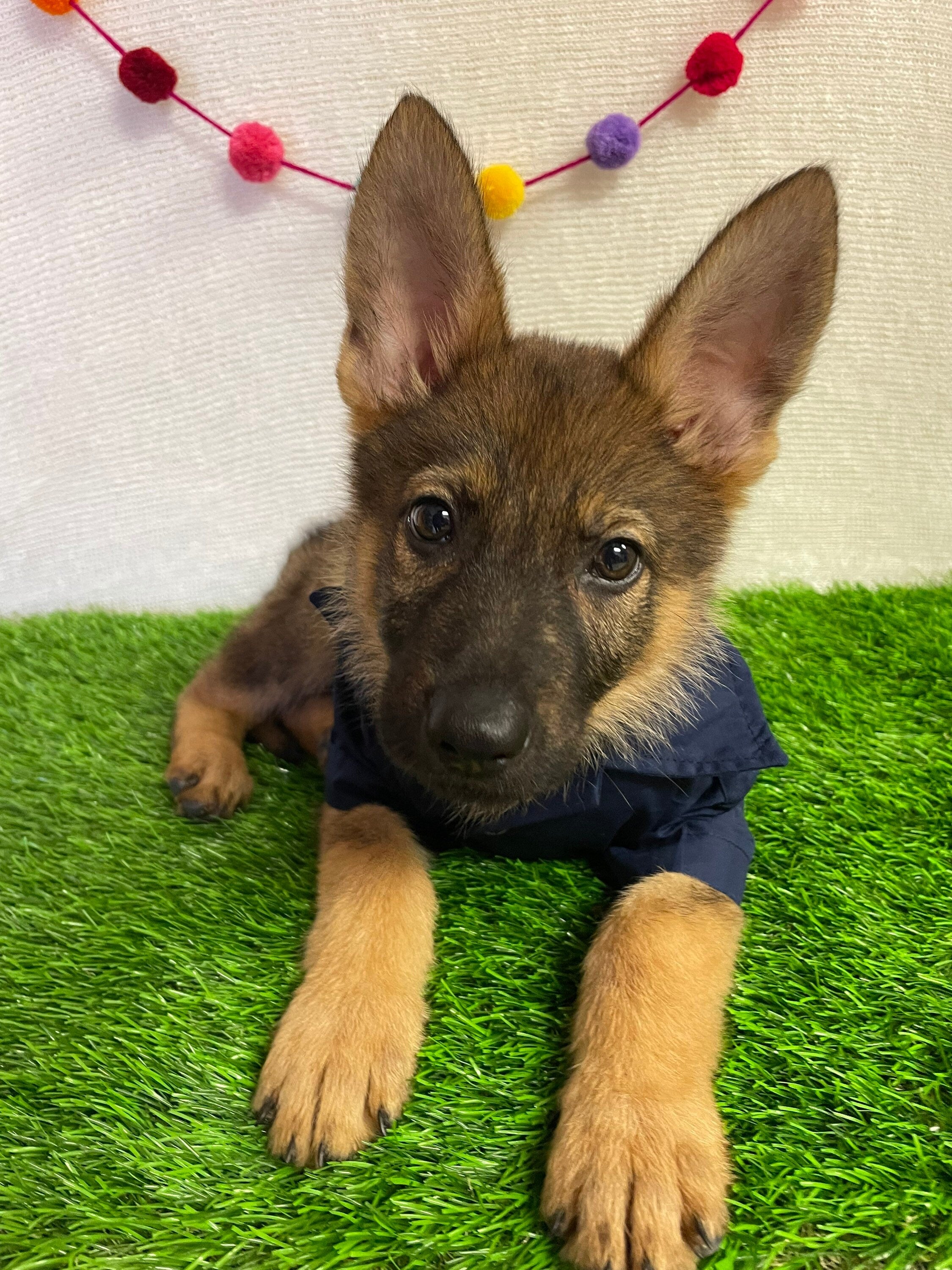 Image of Dogs Solid Embroidered Guayaberas - Handmade Dog Clothing